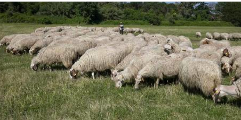 Gregge di pecore ‘consuma’ 100 chili di cannabis per sopravvivere alle inondazioni. Il pastore: “C