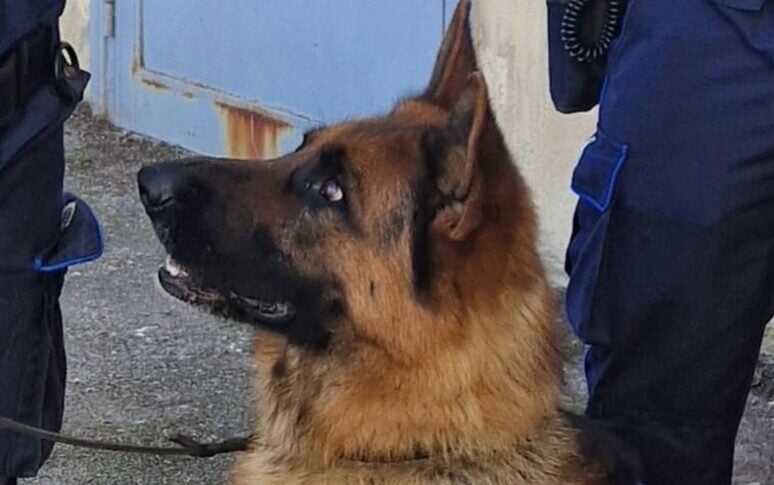 https://gsud.cdn-immedia.net/2025/05/Cane-antidroga-774x485.jpg
