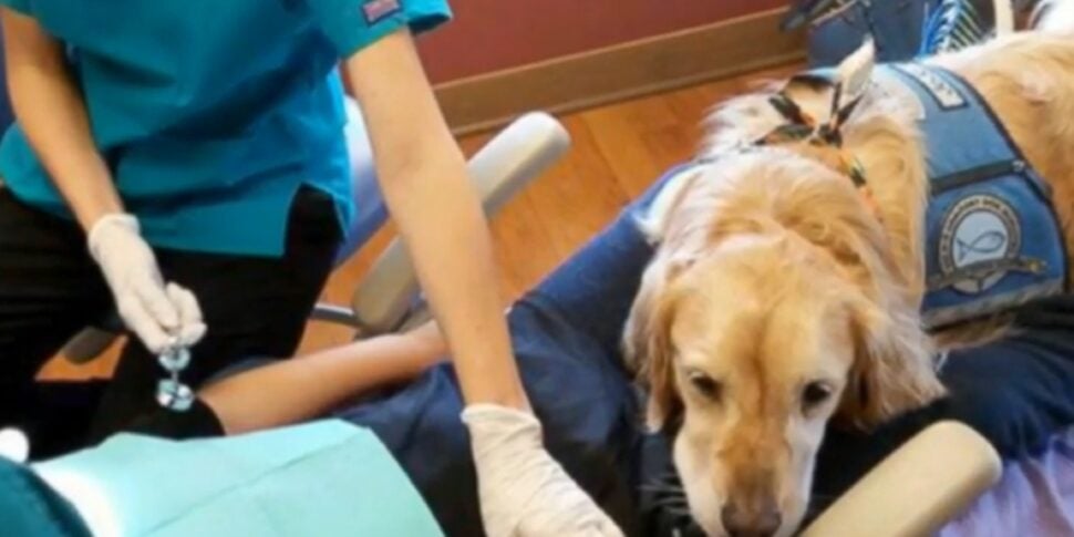 a palermo cani addestrati per bambini che temono il dentista al via il progetto pet smile da Feedpress.me a palermo cani addestrati per bambini che temono il dentista al via il progetto pet smile