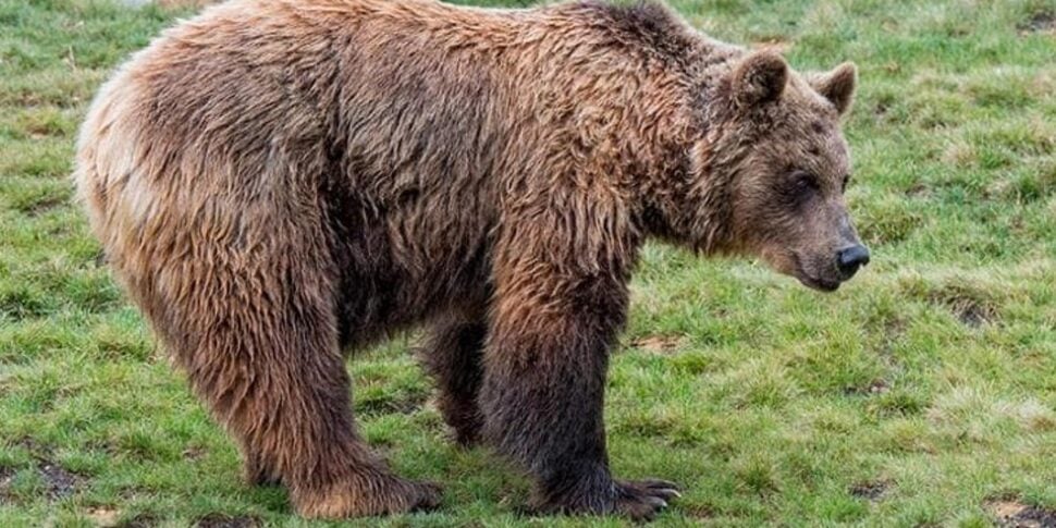 archiviata l indagine sulla morte dell orsa f32 in trentino
