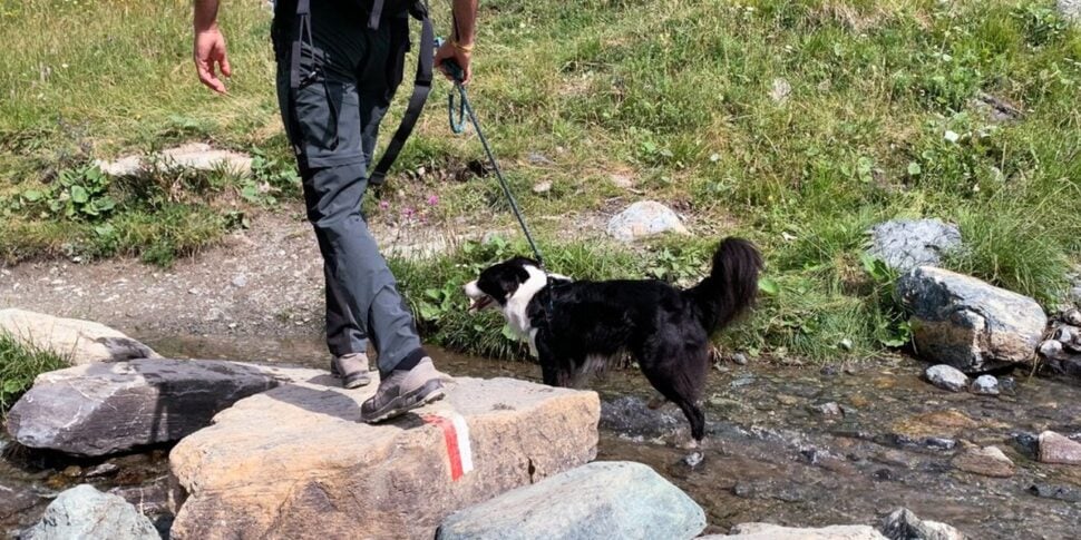 Sicilia, via libera ai cani al guinzaglio nelle aree naturali protette Sicilia, via libera ai cani al guinzaglio nelle aree naturali protette