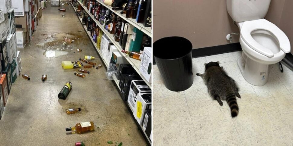 il ladro nel negozio di liquori 232 un procione trovato svenuto nel bagno dopo la sbronza e accaduto in virginia