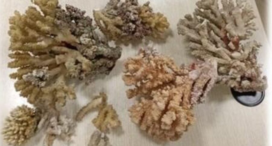 un intera colonia di coralli in valigia da sharm el sheikh a catania 5 mila euro di multa in aeroporto