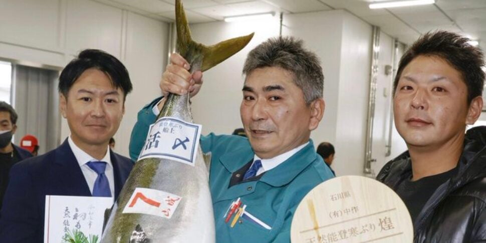 una ricciola di oltre 14 chili battuta all asta per 22mila euro in giappone da Feedpress.me una ricciola di oltre 14 chili battuta all asta per 22mila euro in giappone