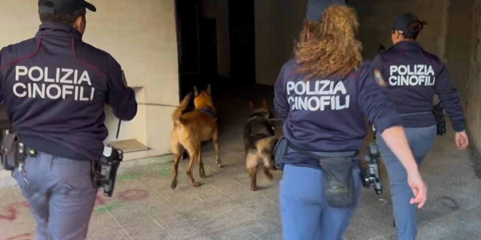 sequestro di marijuana a san cristoforo un chilo e mezzo nascosto tra auto e condomini a catania da Feedpress.me sequestro di marijuana a san cristoforo un chilo e mezzo nascosto tra auto e condomini a catania