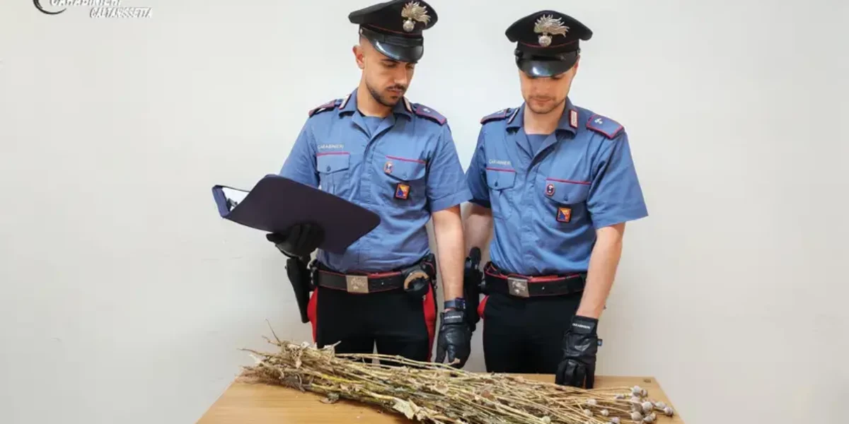 niscemi una piantagione di papavero da oppio nella zona rossa della frana scatta il sequestro da Feedpress.me niscemi una piantagione di papavero da oppio nella zona rossa della frana scatta il sequestro