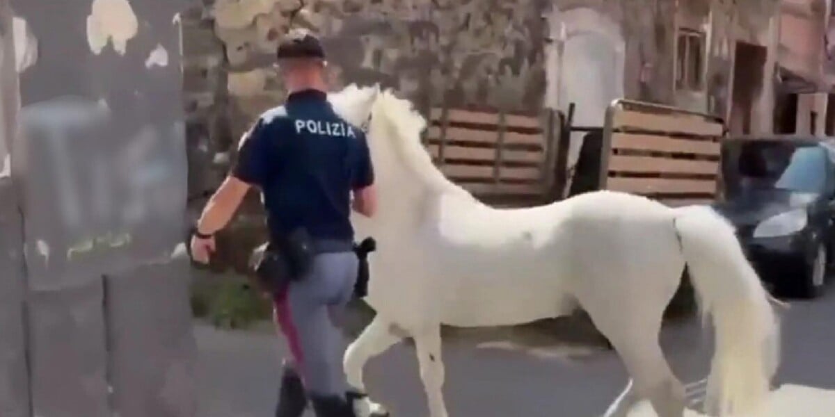 cavalli maltrattati a catania blitz nelle stalle abusive 7 denunciati sanzioni per 50mila euro da Gazzettadelsud.it cavalli maltrattati a catania blitz nelle stalle abusive 7 denunciati sanzioni per 50mila euro