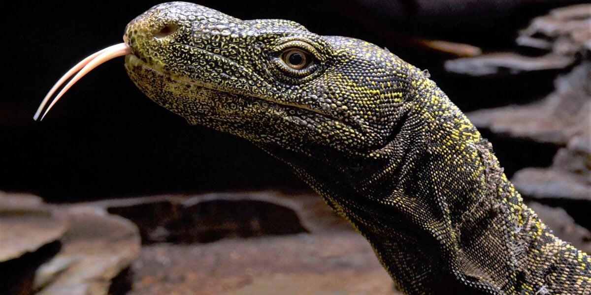 https://gsud.cdn-immedia.net/2026/07/Varanus-salvadorii-1200x600.jpg
