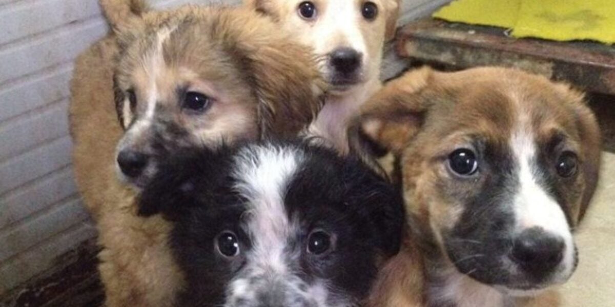 cuccioli di cane morti per caldo in sicilia gli attivisti denunciano il proprietario non finir224 in cella da Gazzettadelsud.it cuccioli di cane morti per caldo in sicilia gli attivisti denunciano il proprietario non finir224 in cella