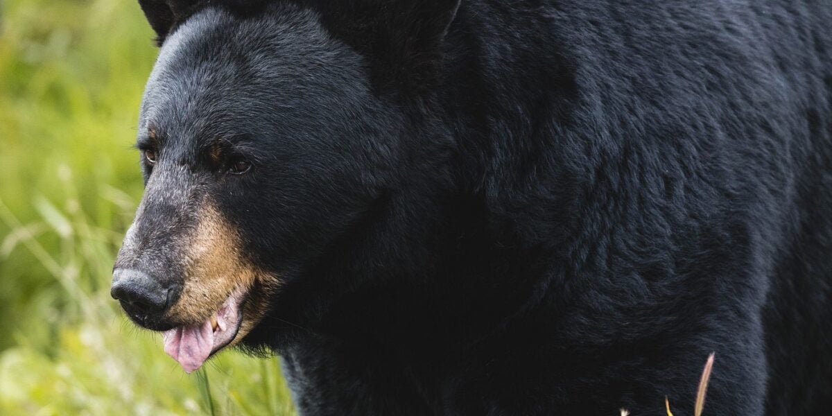 giappone un orso entra in cucina di notte e fruga nel frigorifero nuovo allarme nel paese dopo cinque morti da aprile da Gazzettadelsud.it giappone un orso entra in cucina di notte e fruga nel frigorifero nuovo allarme nel paese dopo cinque morti da aprile