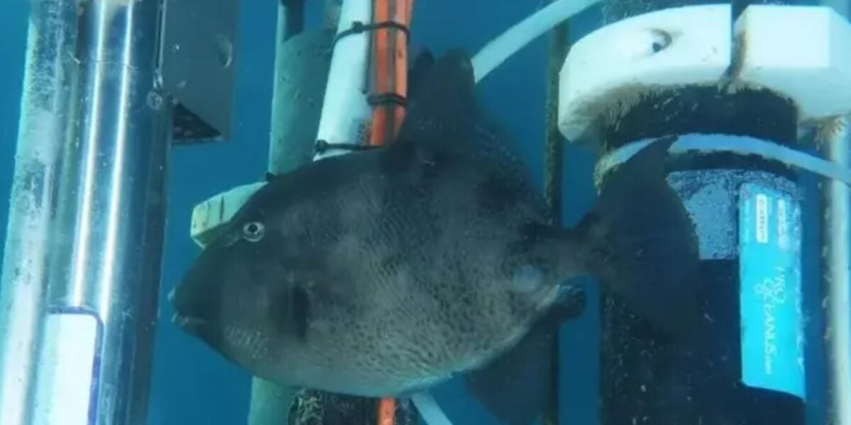 due bagnanti morsi in mare in tre giorni nel cilento mistero sull animale responsabile da Gazzettadelsud.it due bagnanti morsi in mare in tre giorni nel cilento mistero sull animale responsabile