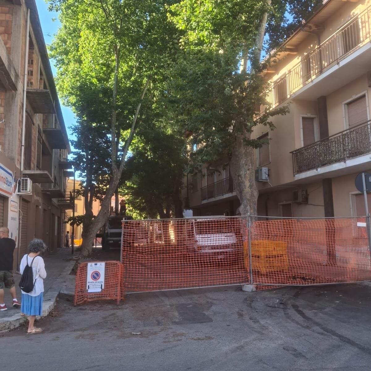I frassini di Viale della Rimembranza a Pellaro